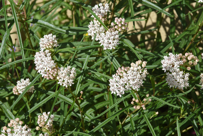 Asclepias angustifolia, Arizona Milkweed